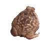 toadspin