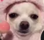 WOTDOG