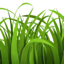 grass grass
