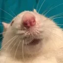 RAT_SELFIE