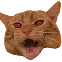 catobi_gaze Discord Emoji