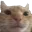 catnotsmirk Discord Emoji