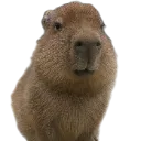 CAPY