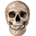 skull_real