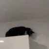 catexorcism