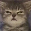 angycat