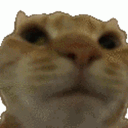 Catno catno Discord Emoji