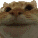 Catyes CatYes Discord Emoji