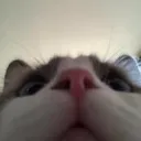 catpeek catpeek