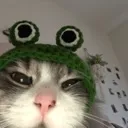 catfrog_stare