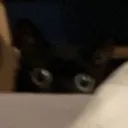 catstare_black