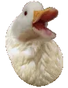 happy_duck_bean