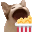 popCatPopcorn
