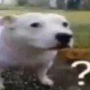 quizzical quizzical