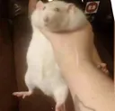 cuteRat