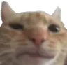 mpfpswagcat Discord Emoji