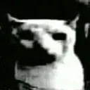 CatDespair