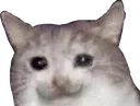 sadchamp