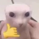 bingus_callus