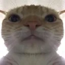 Cate cate Discord Emoji