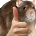 ratthumb