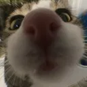 t_