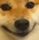 Doggo