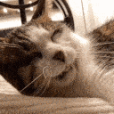 zzz