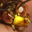 bg_cicada_killer