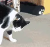 boobooWheel boobooWheel