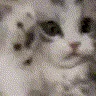 CatNotLikeThisMeow CatNotLikeThisMeow