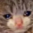 sadcat