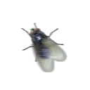 wings5