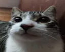 die