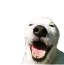 XDpuppers