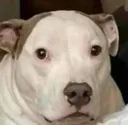 Perro