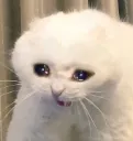 GatoSad