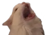 scream