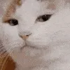 acatjudge
