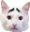 eyebrowcat
