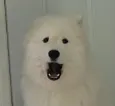 saku