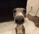 IMBEGGINGYOUPLS IMBEGGINGYOUPLS