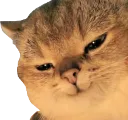 cat_smug2