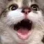 CatPog