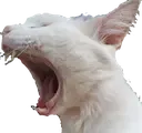 Cat Scream cat_scream Discord Emoji