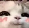 catUwU