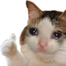 cat_everythingfine