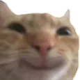 reallyhappycat
