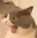 catyell catyell