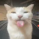 catBleh